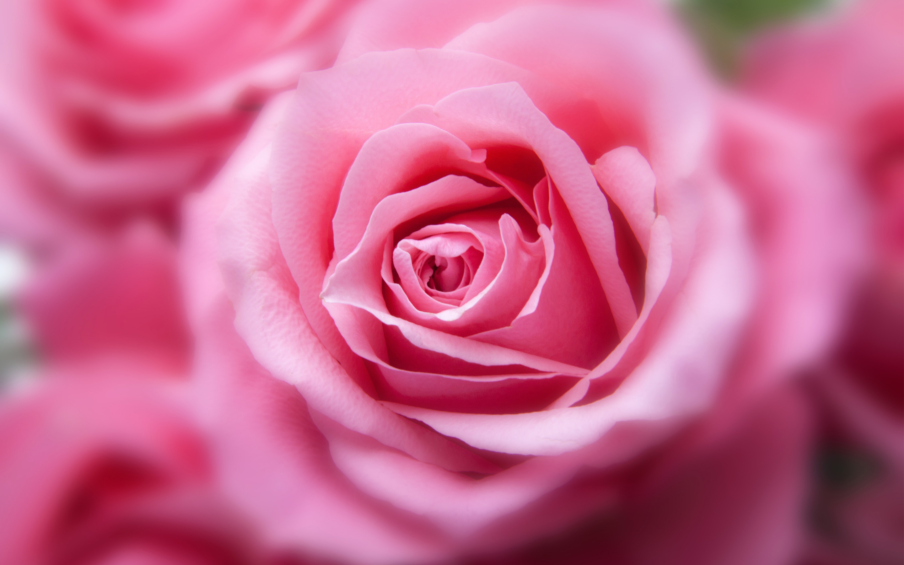 Pink Color Rose1181615842